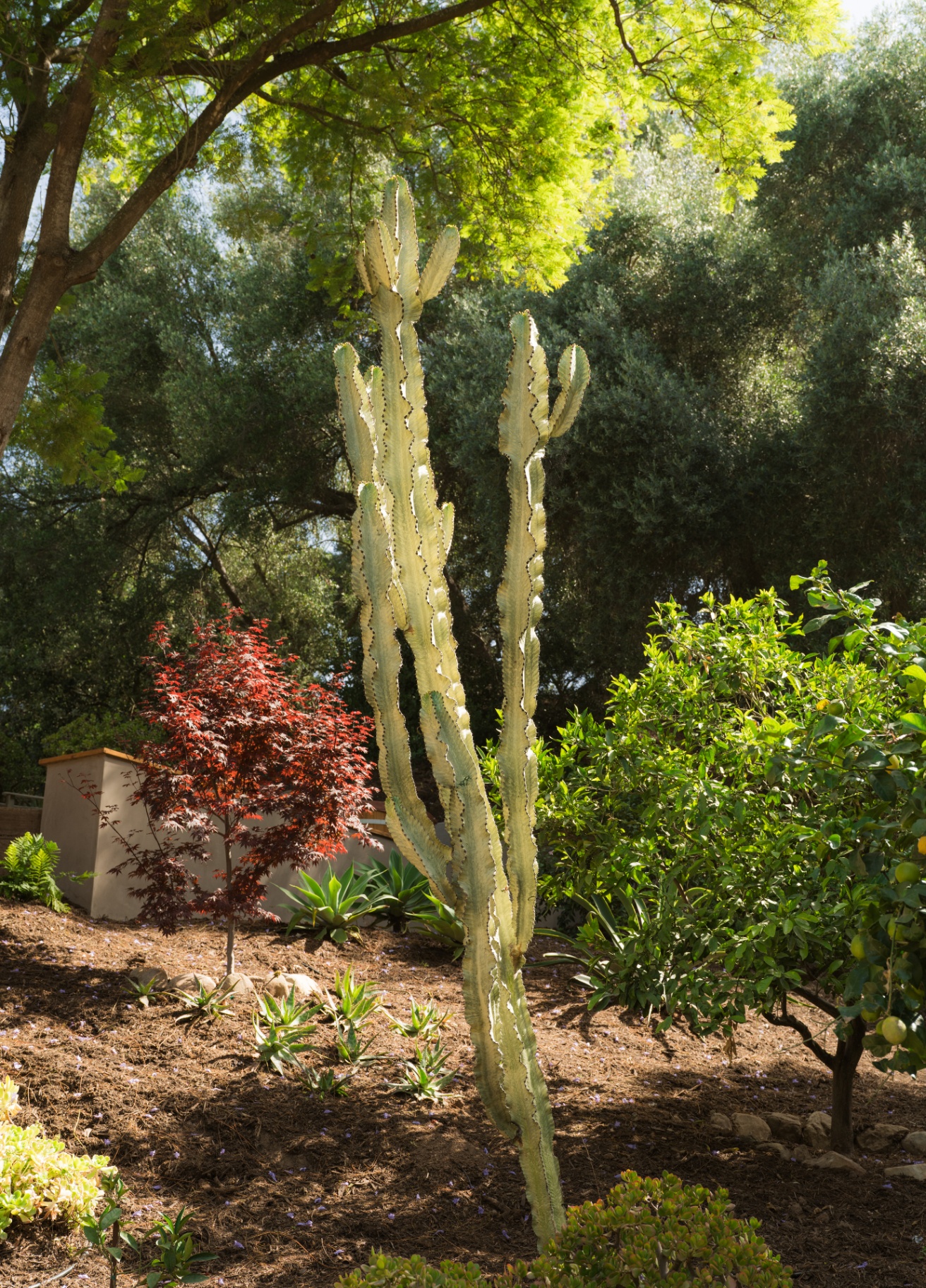 Mature cactus presiding over the south garden