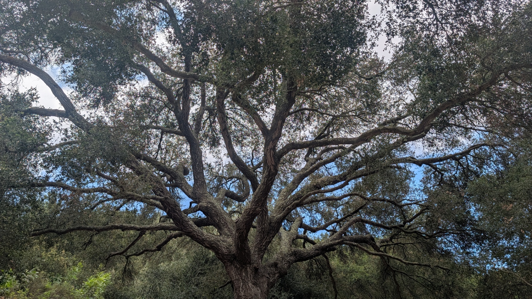 Mature oaks framing the property