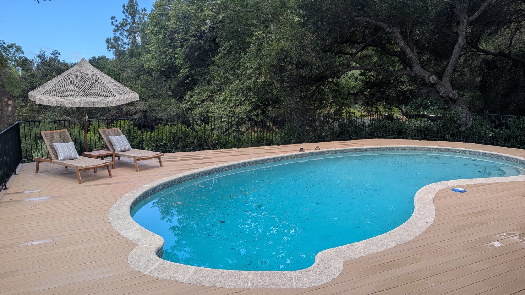 Pool terrace beneath the oaks